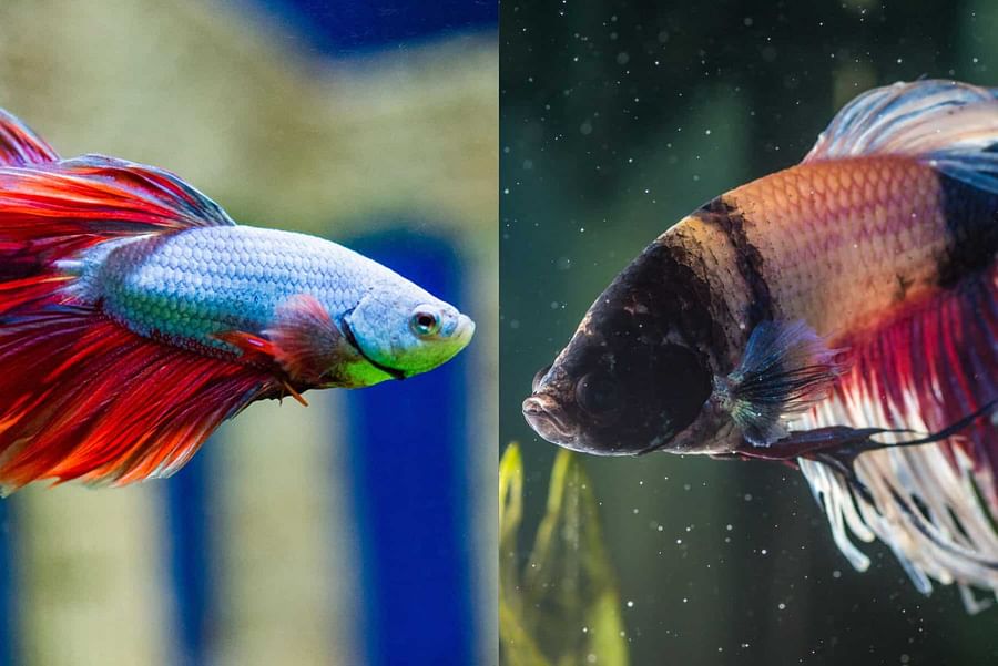 Healthy and vibrant betta fish swimming in a well-maintained aquarium