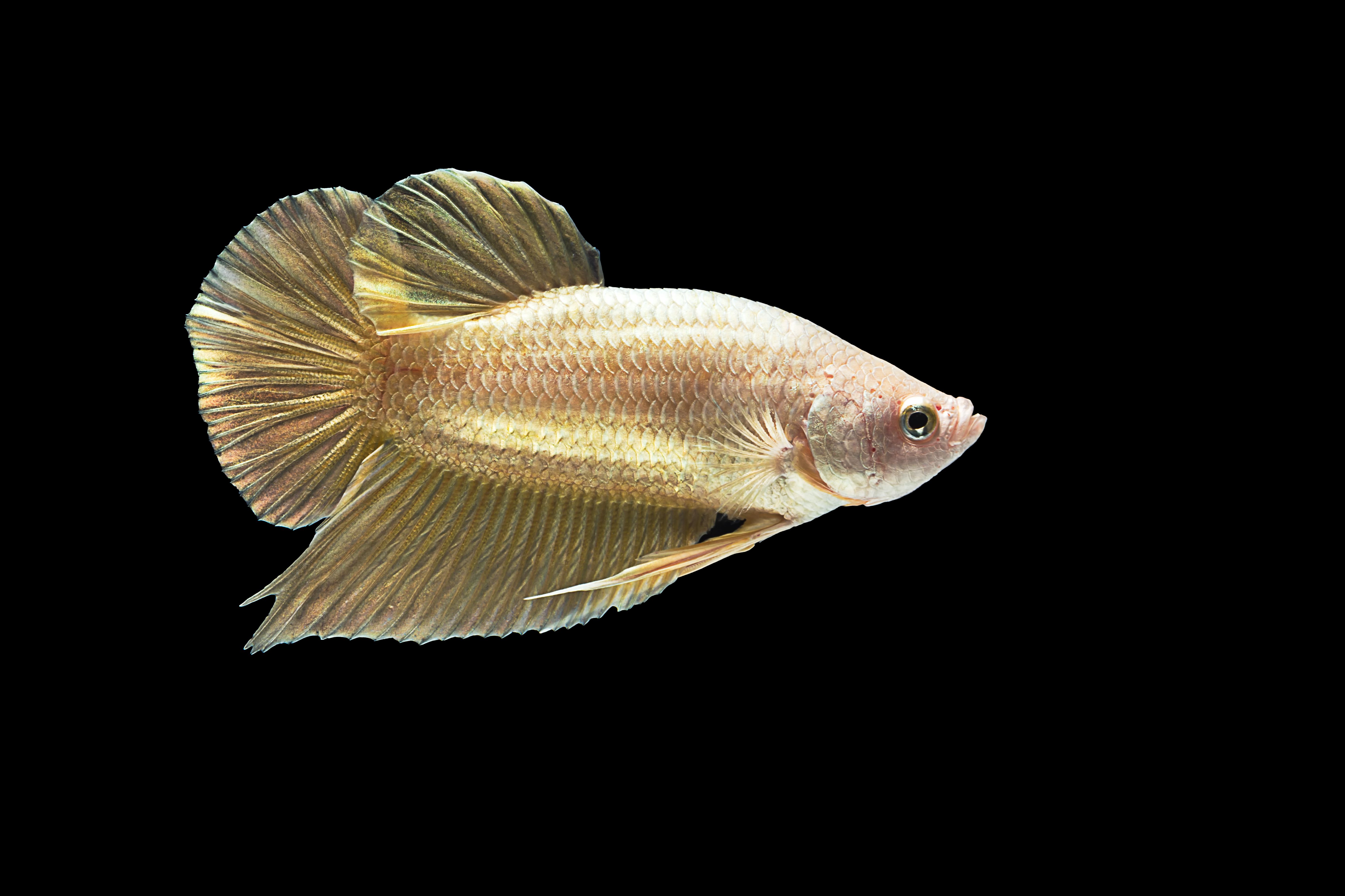 Female betta fish with elongated fins swimming in a tank