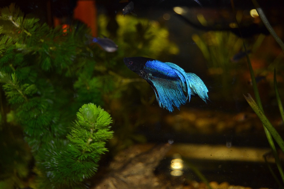 Baby Betta fish swimming in a well-maintained aquarium tank