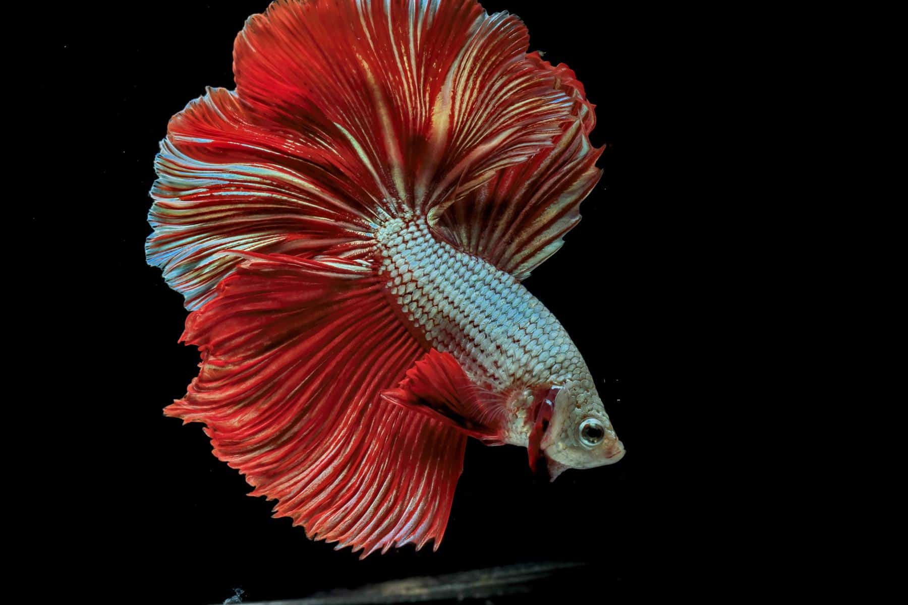 Stunning Halfmoon Betta fish with full tail spread