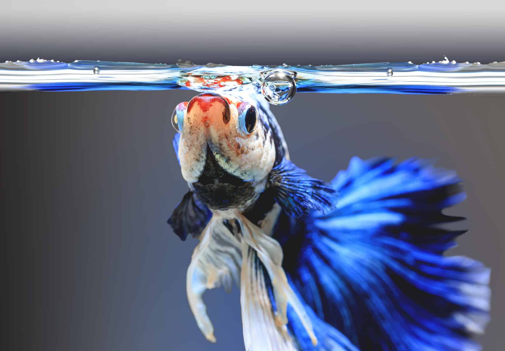 A solitary female betta fish swimming in a tank