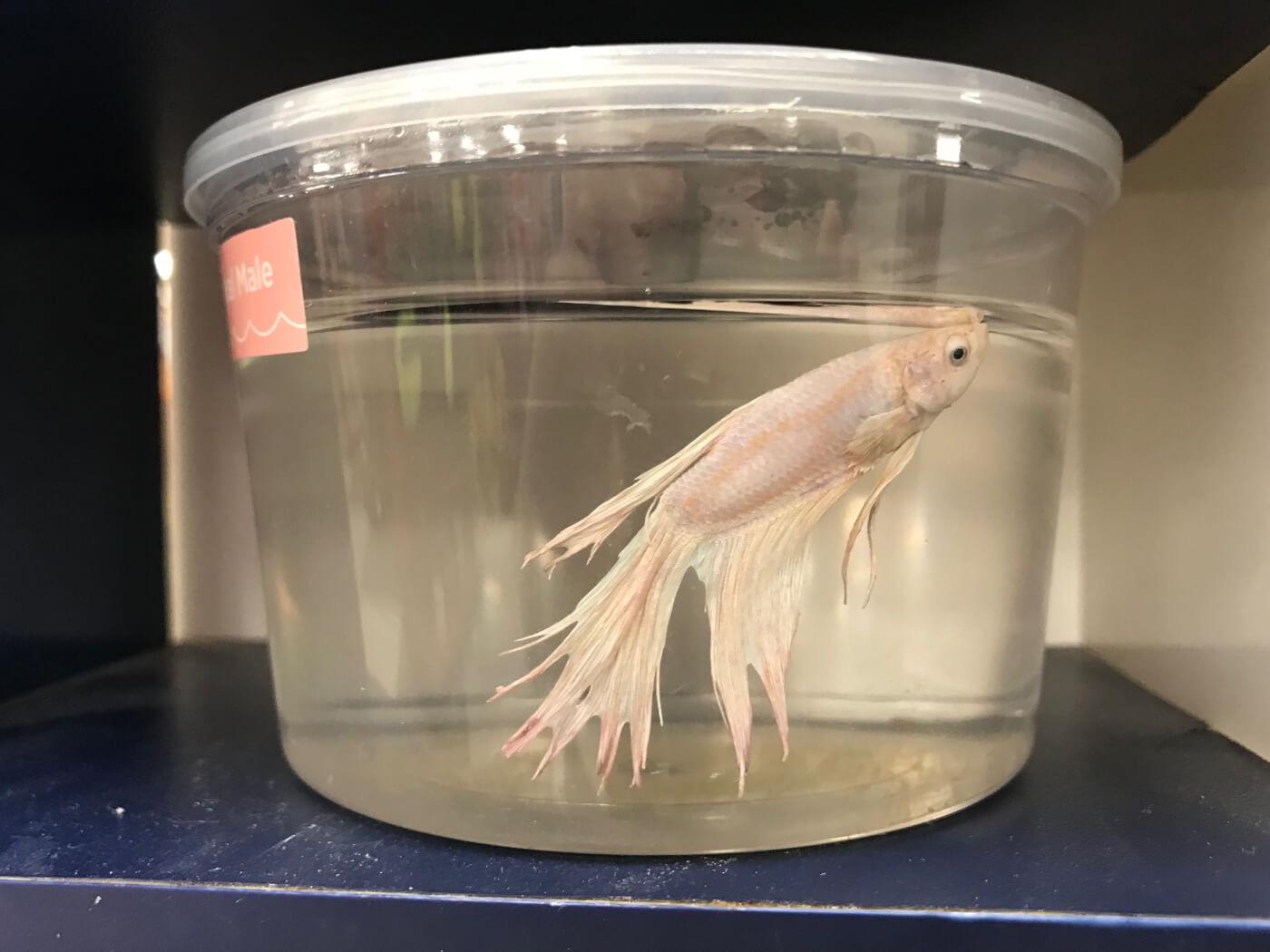 Comparison of a betta fish in a small container and a spacious tank