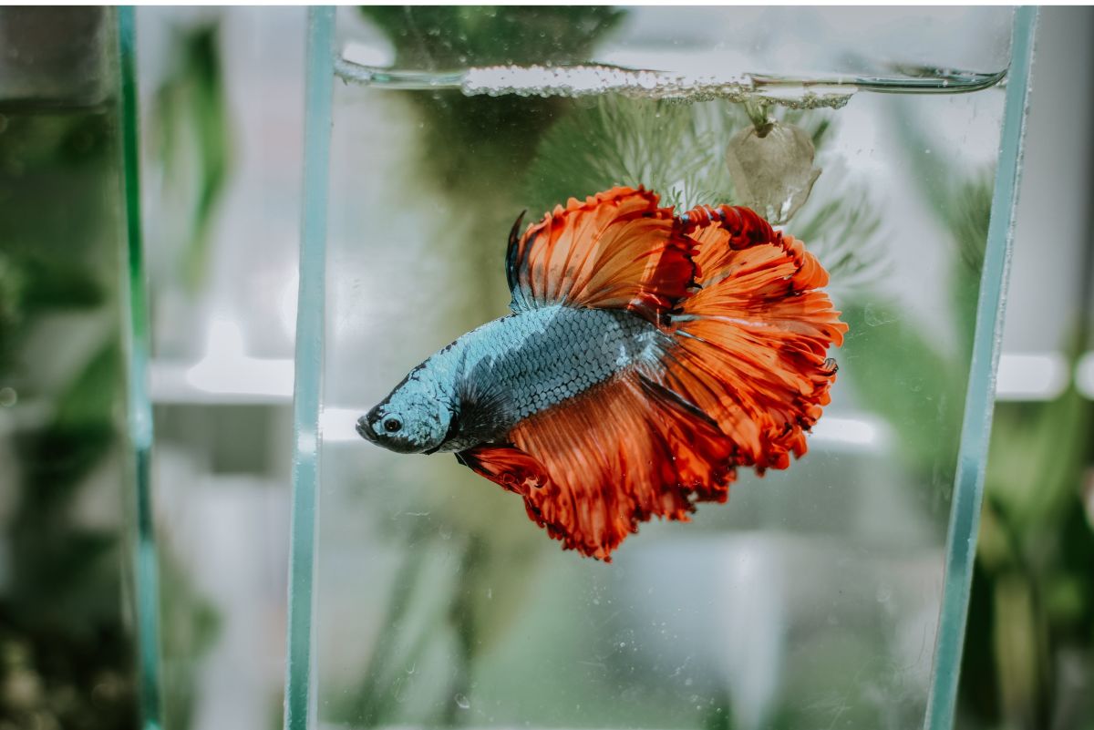 Comparison of betta fish in a small container and a spacious tank