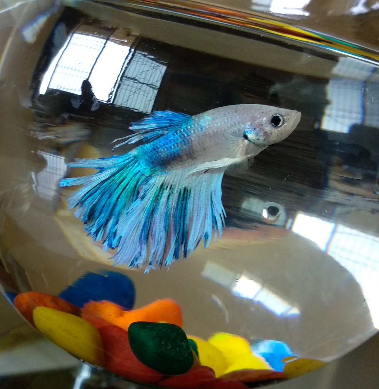 Betta fish in a small container versus a spacious tank