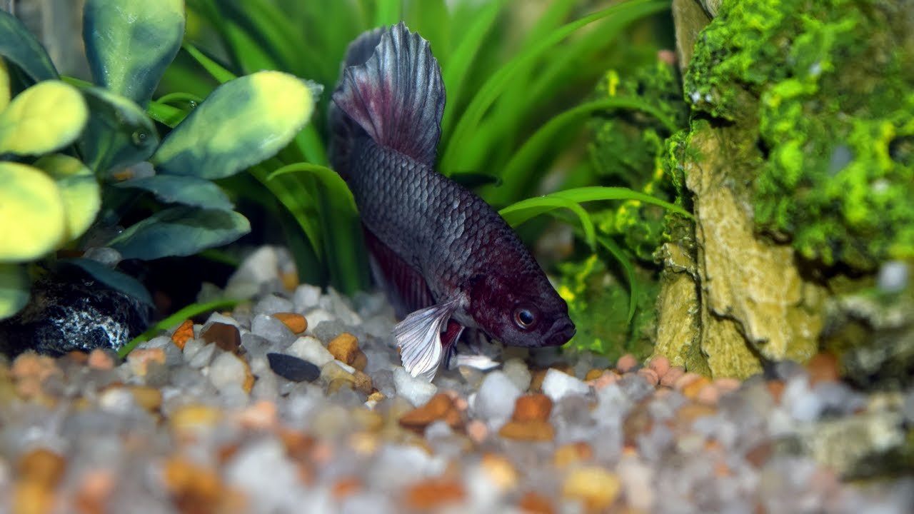 Betta fish resting on plant leaves in aquarium